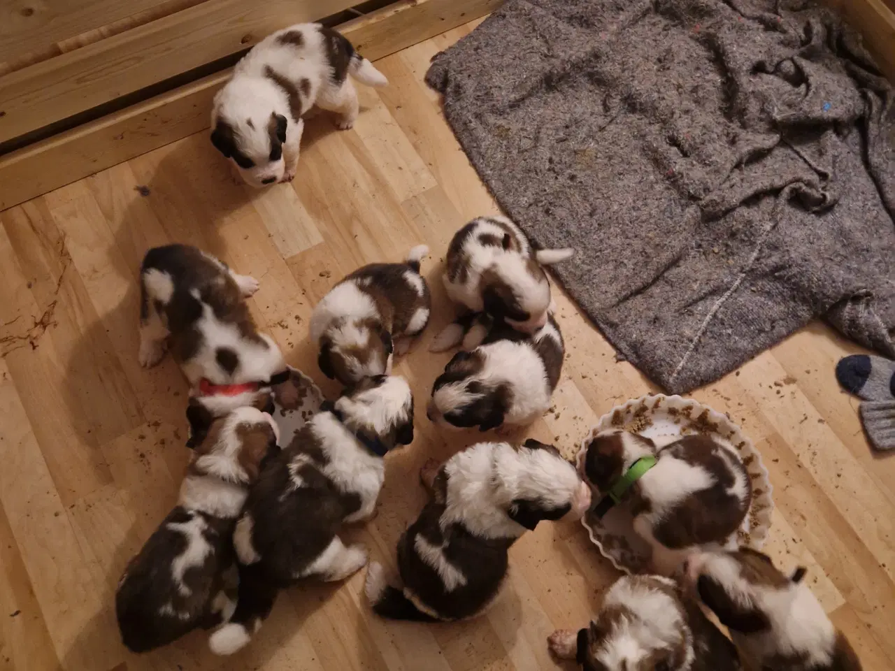 Billede 2 - 9 sankt bernhard hvalpe søg nyt hjem