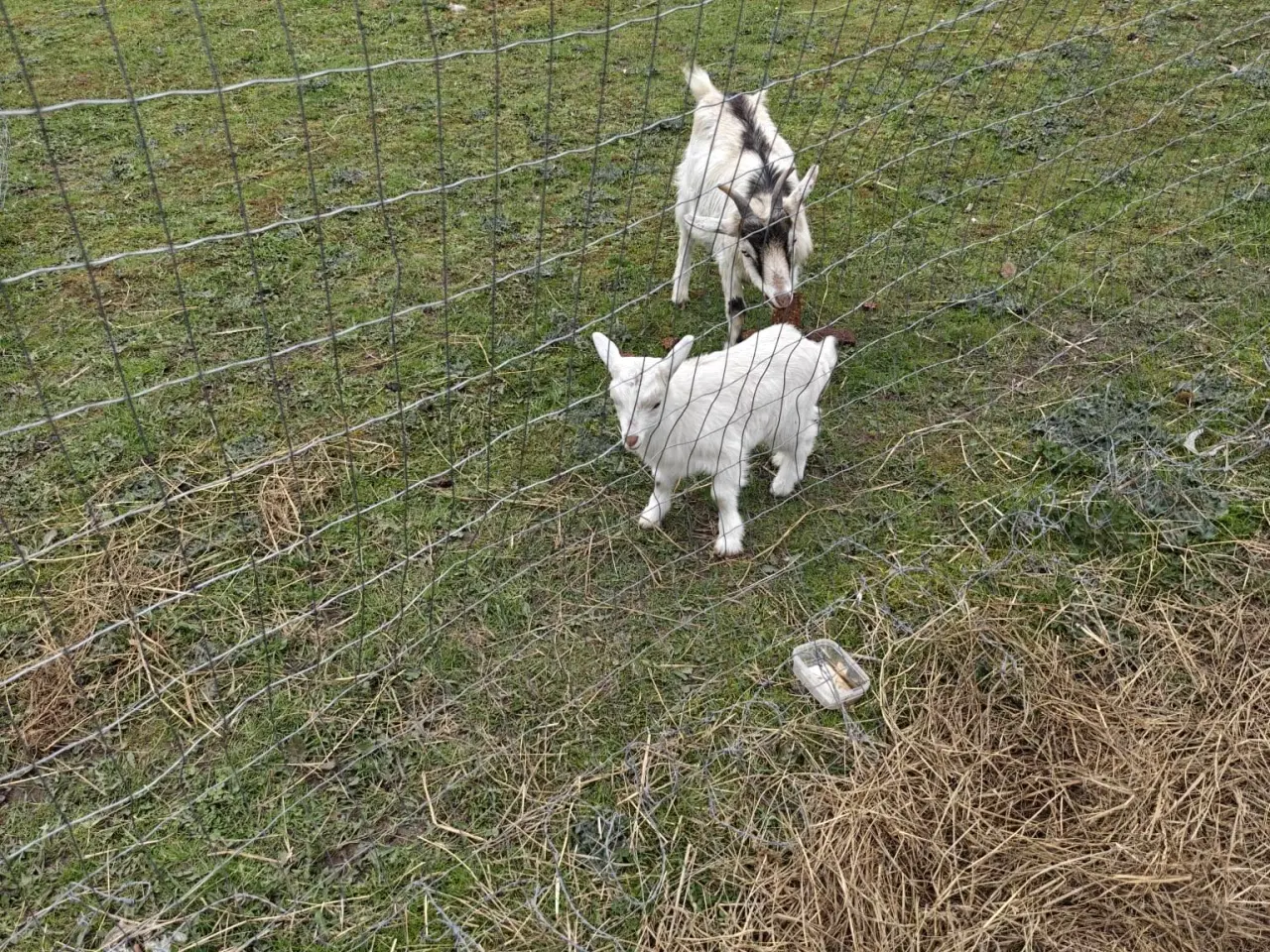 Billede 3 - Geder med kid