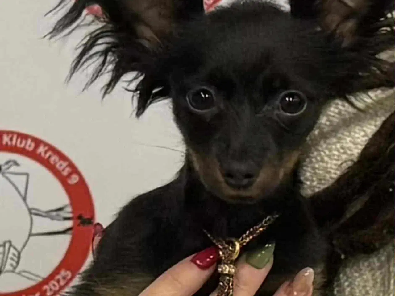 Billede 1 - Verdens sødeste hyggetrold 