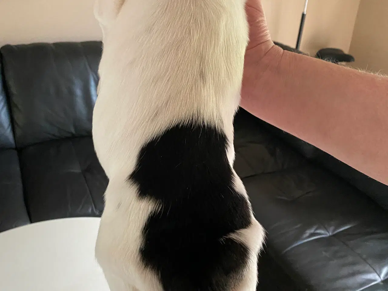 Billede 2 - Basset Hound hvalpe