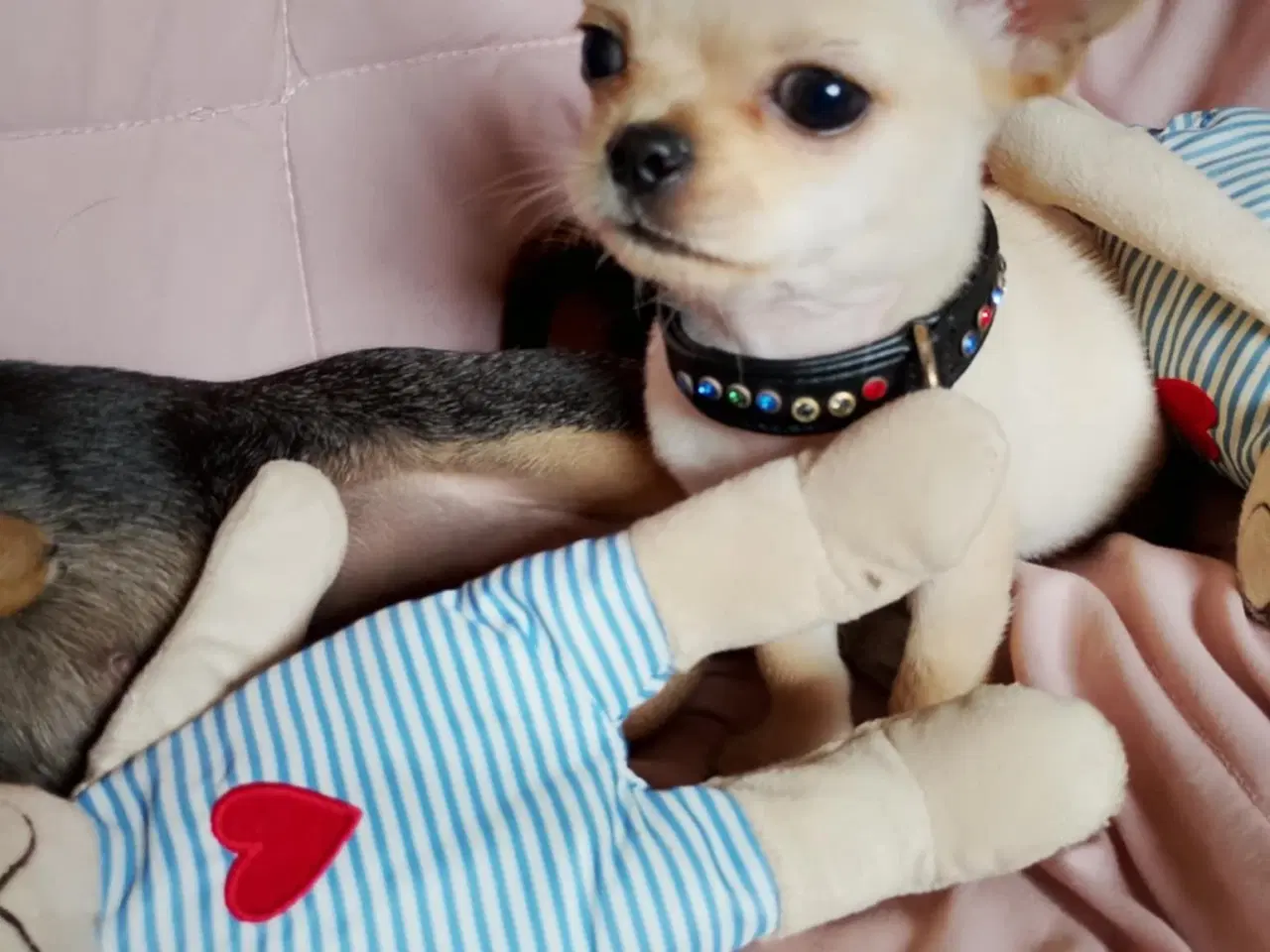 Billede 10 - Skøn chihuahua han mix hvalp