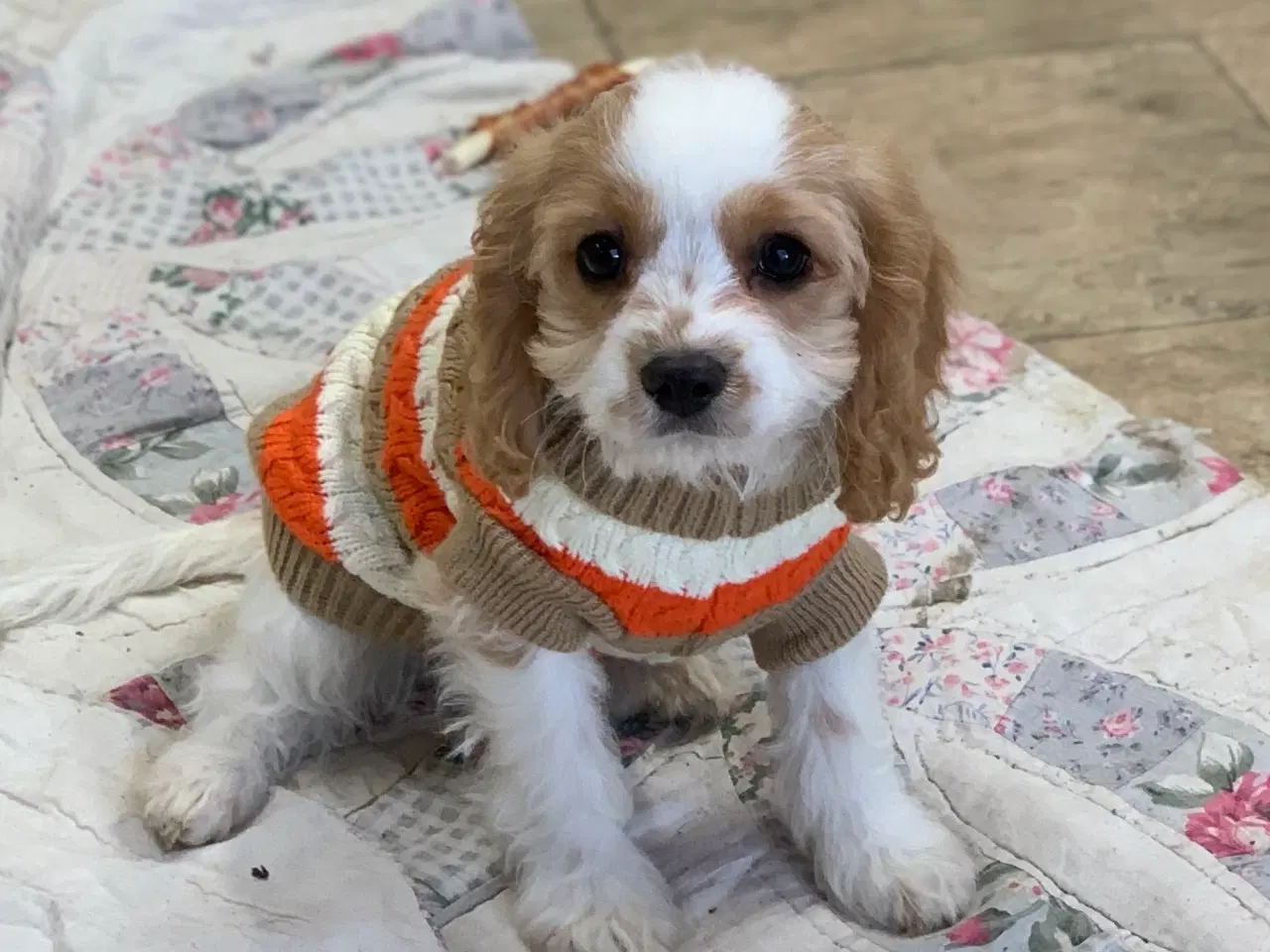 Billede 2 - Den yndigste cavapoo dreng er rejseklar 