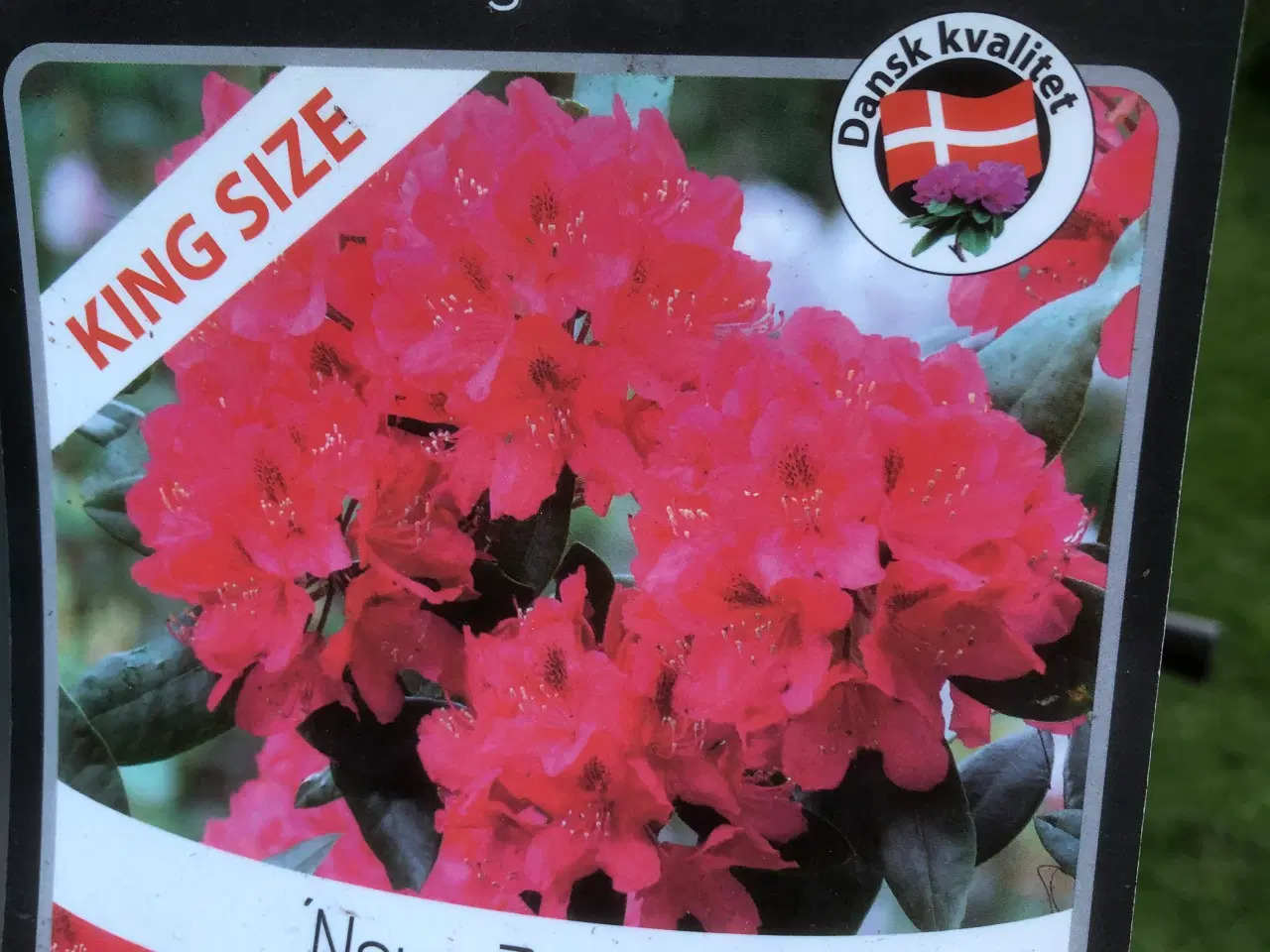 Billede 4 - Rhododendron R. Nova Zembla