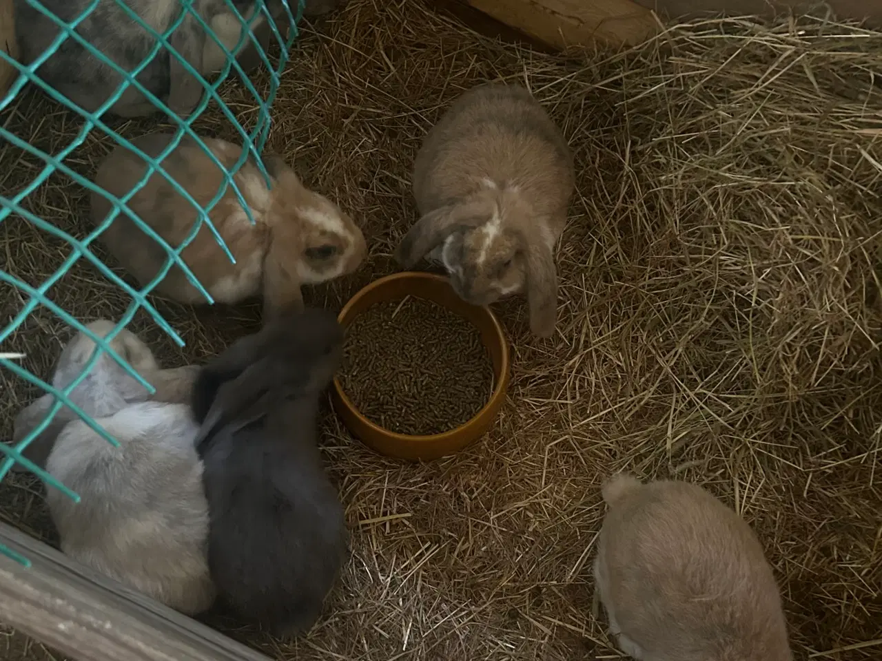 Billede 2 - Kaniner til salg