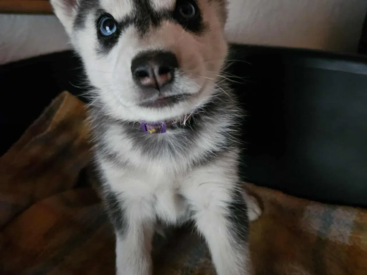 Billede 1 - 8 stk rene Siberian Husky  hvalpe