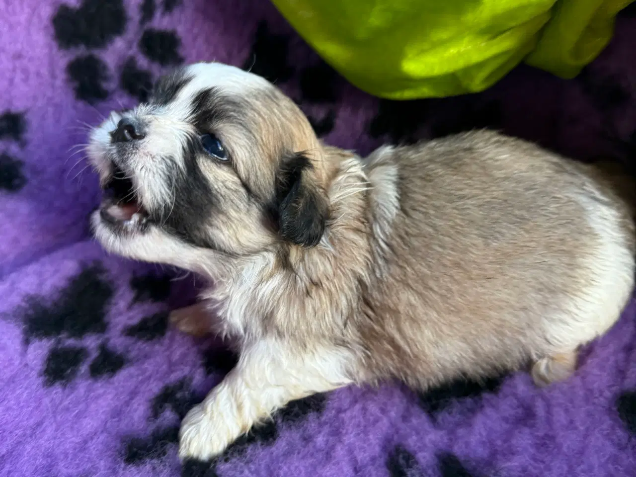 Billede 6 - Shih  tzu-mor/ Coton de Tulear-far
