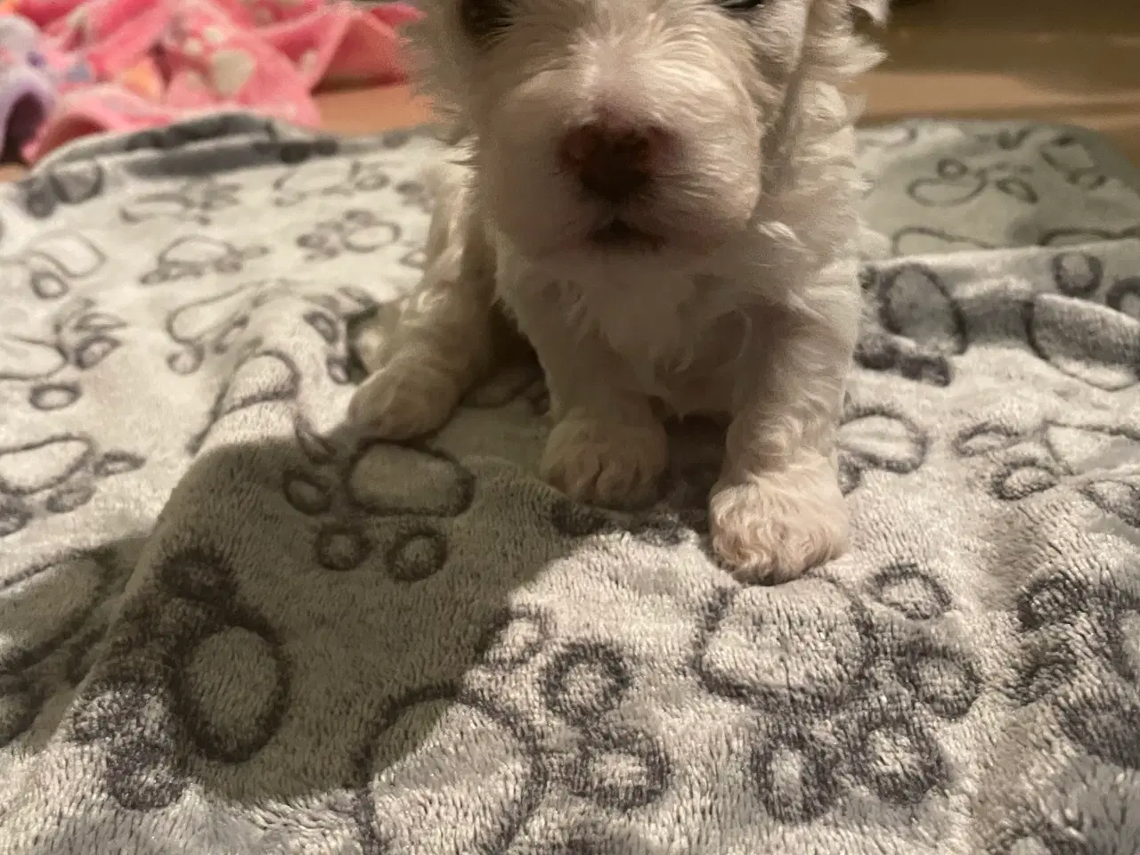 Billede 14 - Malteser hvalpe