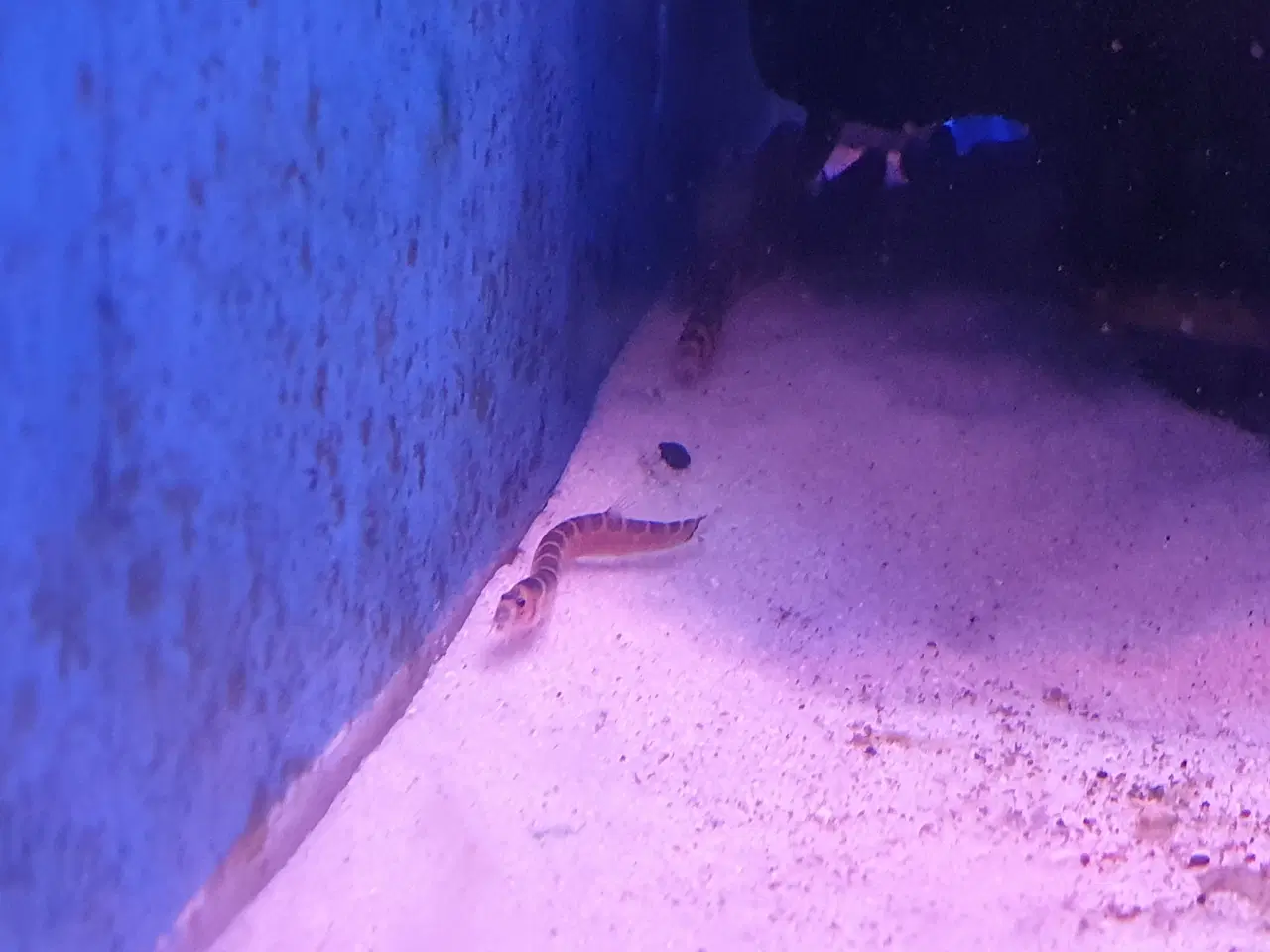 Billede 6 - KUHLI ÅL