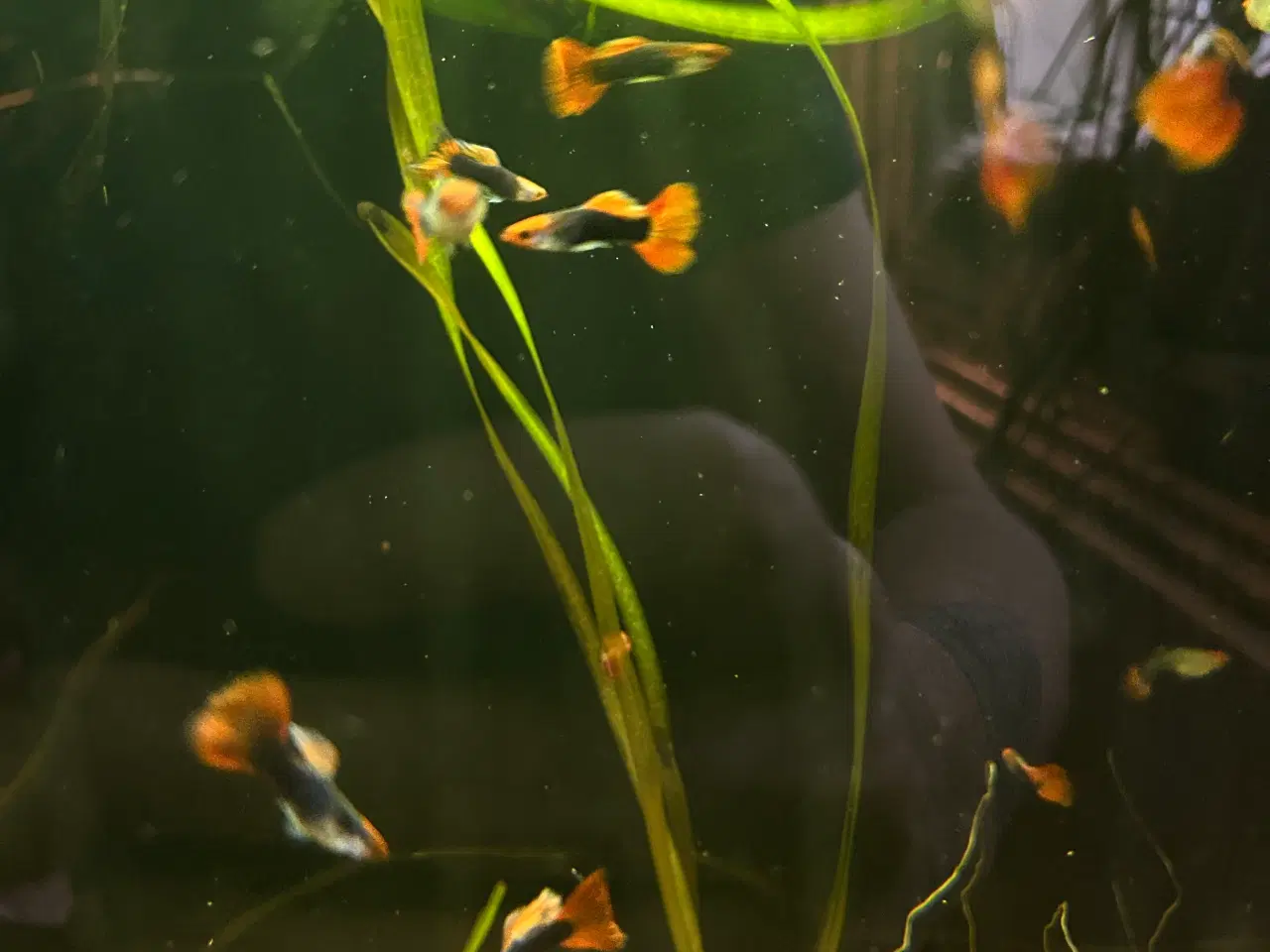 Billede 4 - ❤️🐟 Rednose Dumbo Guppy – Smuk Kontrast (unger)