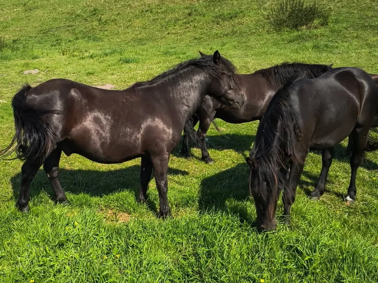 Billede 1 - 2 sorte pony valakker 4 og 5 år, ca. 125 i stsng