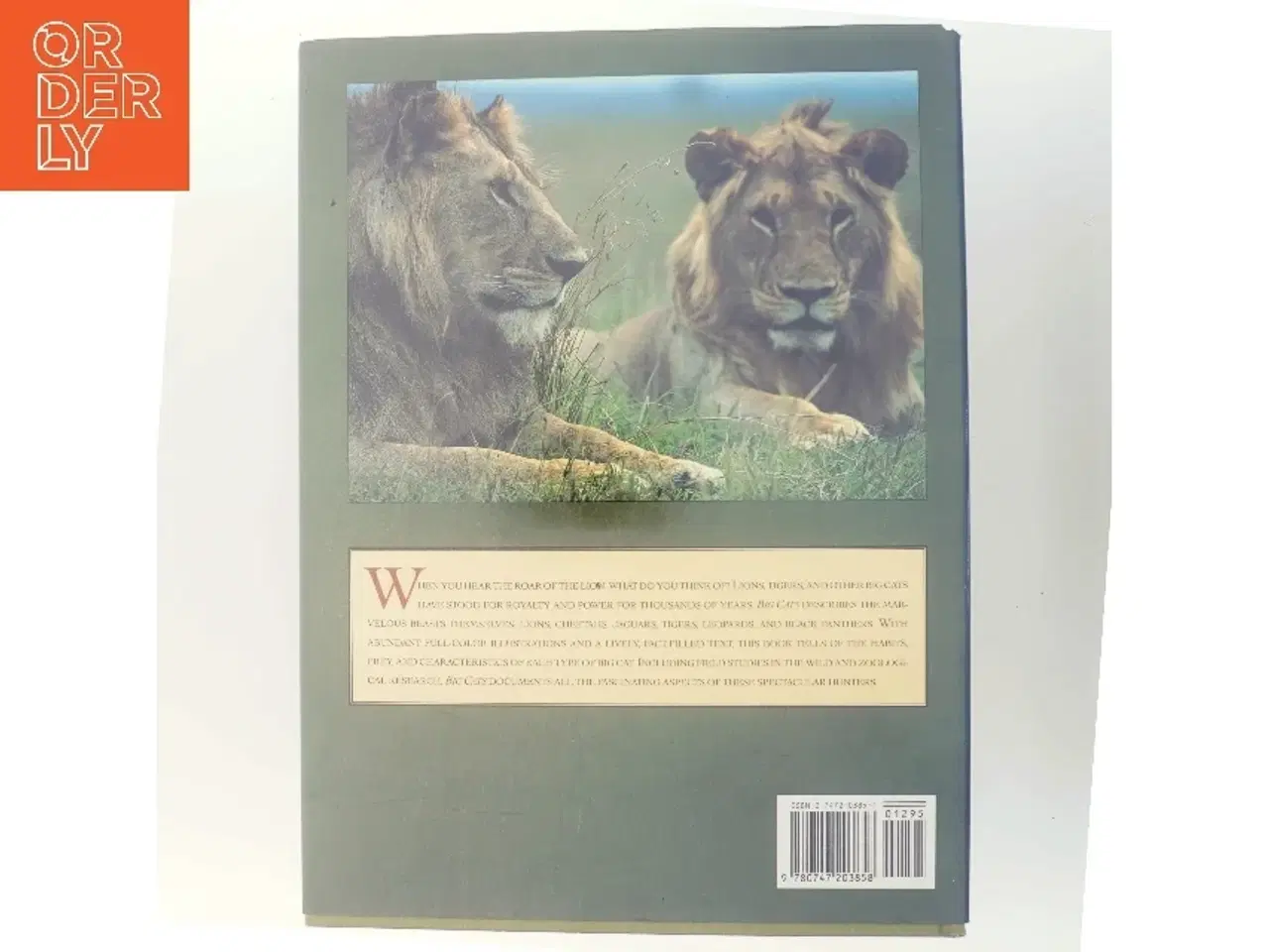 Billede 3 - Big Cats af Barbara Radcliffe Rogers (Bog)