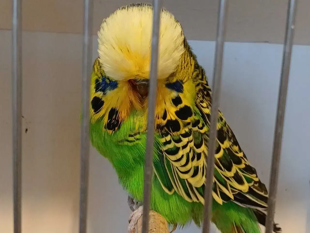 Billede 4 - Engelsk undulat han