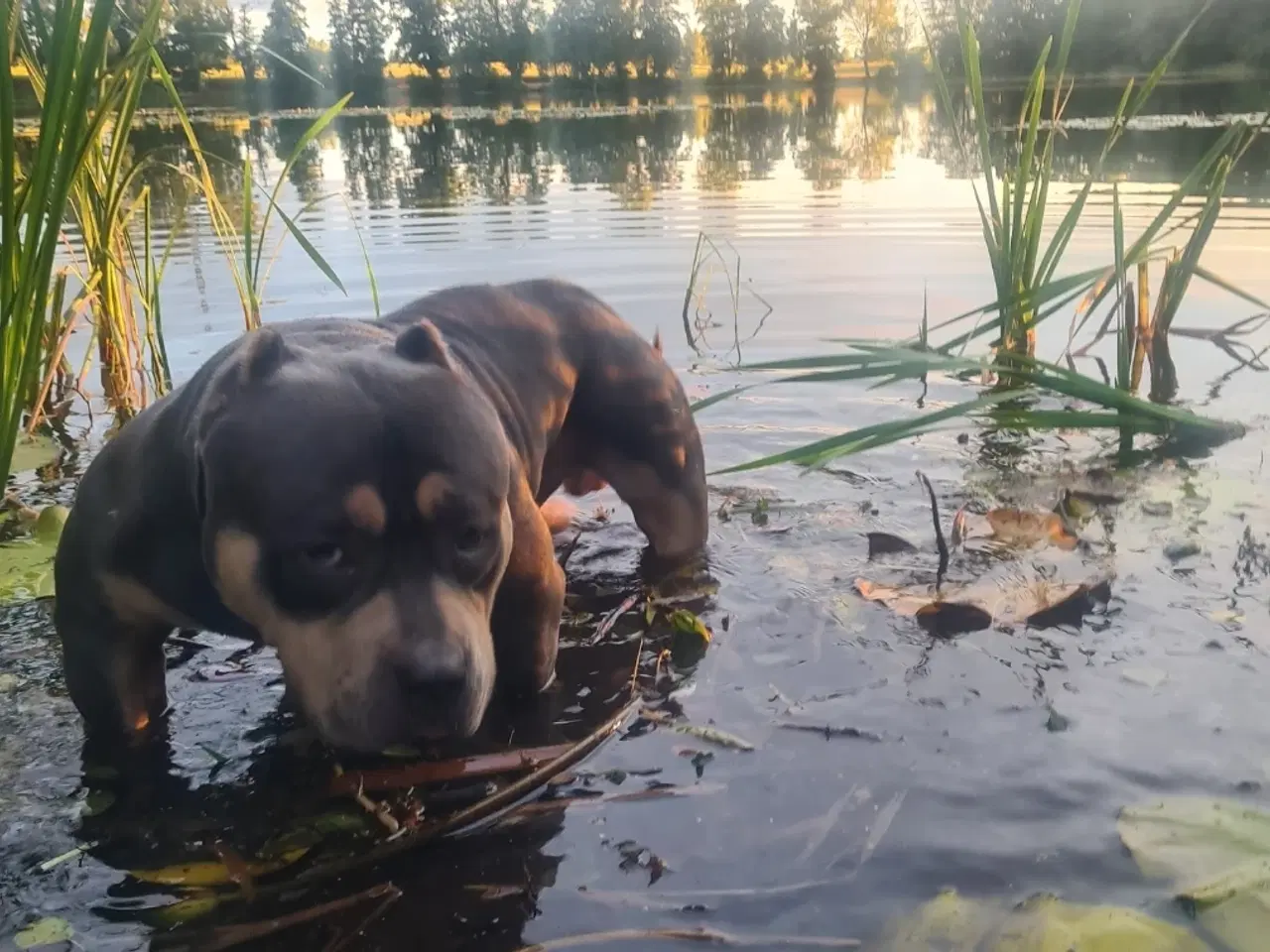 Billede 2 - American Bully Pocket 