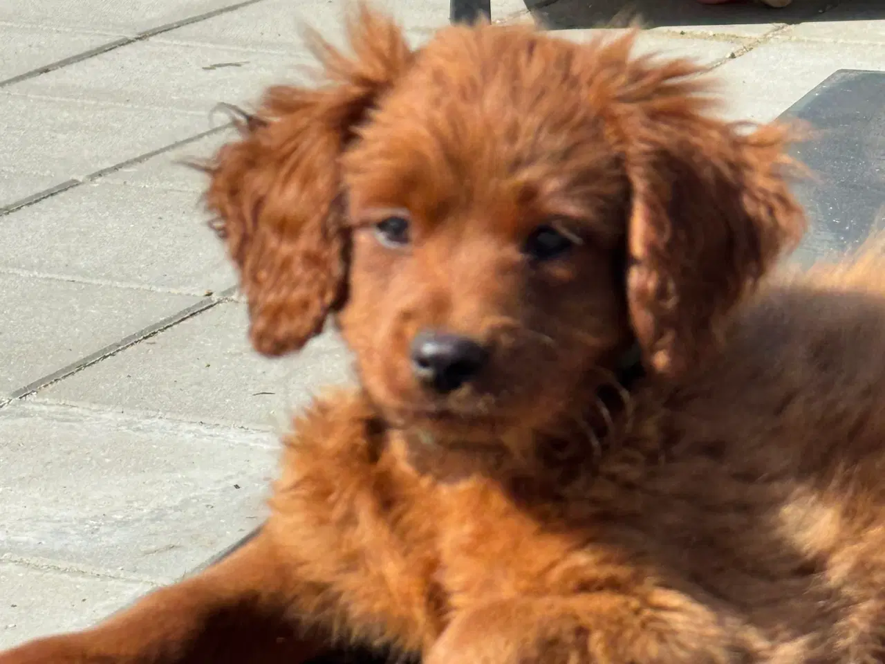 Billede 10 - Cavapoo færdig vaccineret med pas  klar til sommer