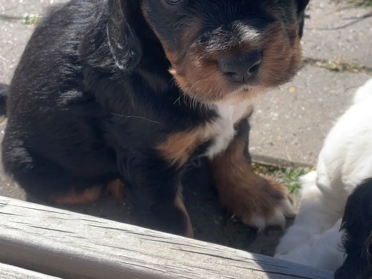 Billede 3 - Cocker Spaniel hvalpe klar til salg 18/5