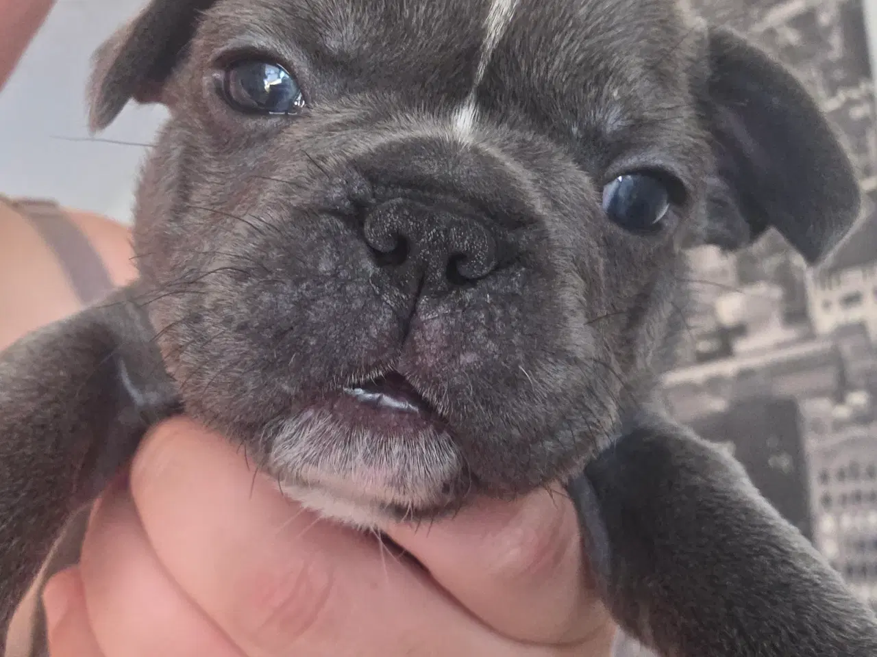 Billede 4 - Fransk Bulldog hvalpe 