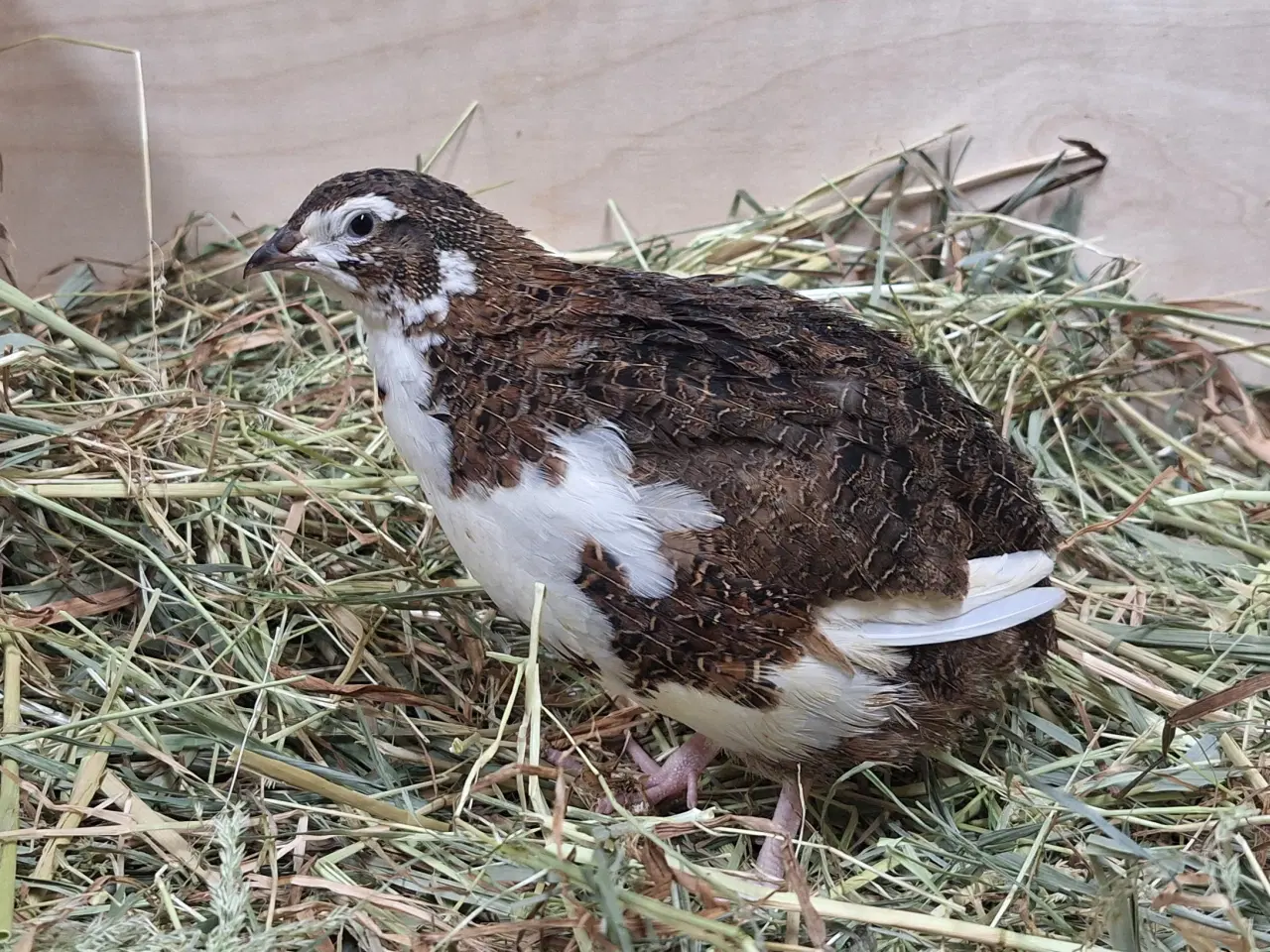 Billede 3 - Store flotte Jumbo vagtler 