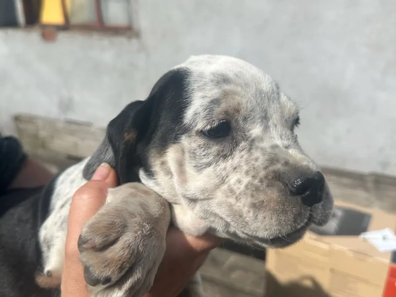 Billede 6 - Cocker spaniel/bull dog hvalpe 