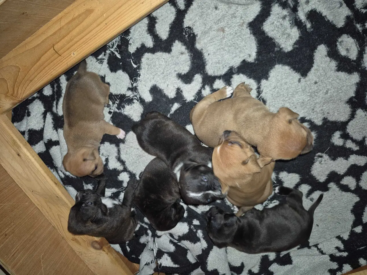 Billede 1 - Staffordshire bull terrie 
