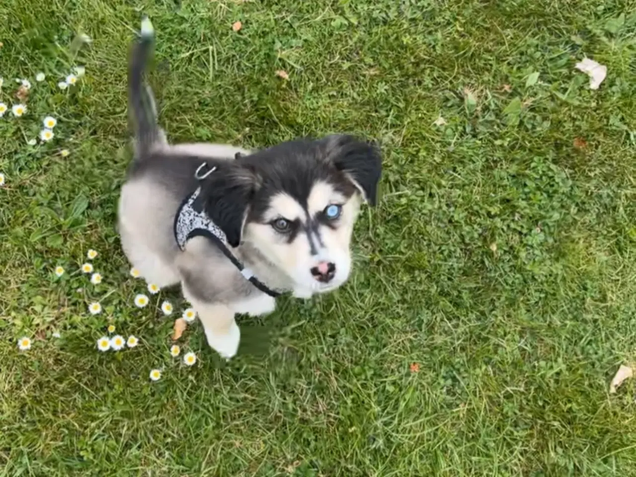 Billede 2 - Sibirian husky hvalp 2 farve øjne