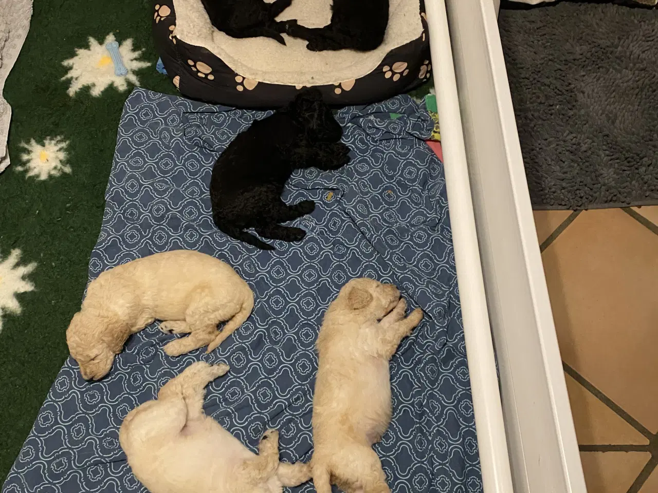 Billede 7 - Lækkert Stor pudel hanhvalp