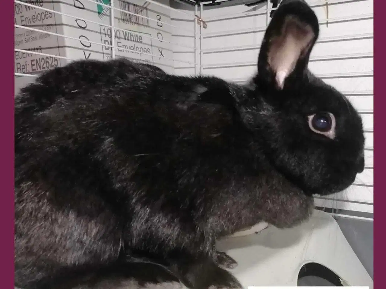 Billede 6 - Kanin, kanin unge