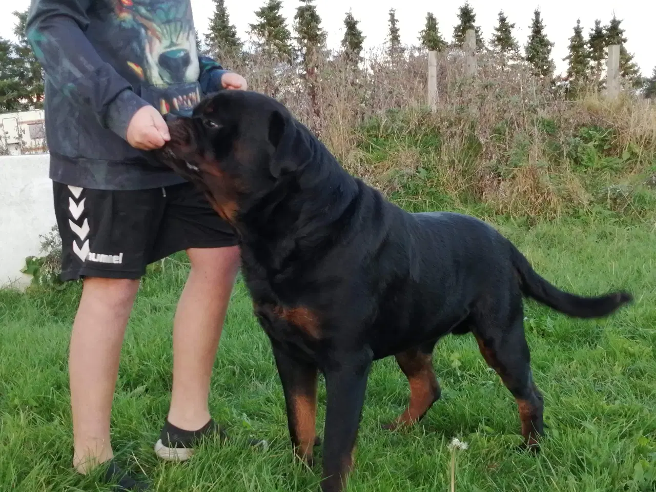 Billede 6 - Sjælden Cane Corso x rottweiler hybrid