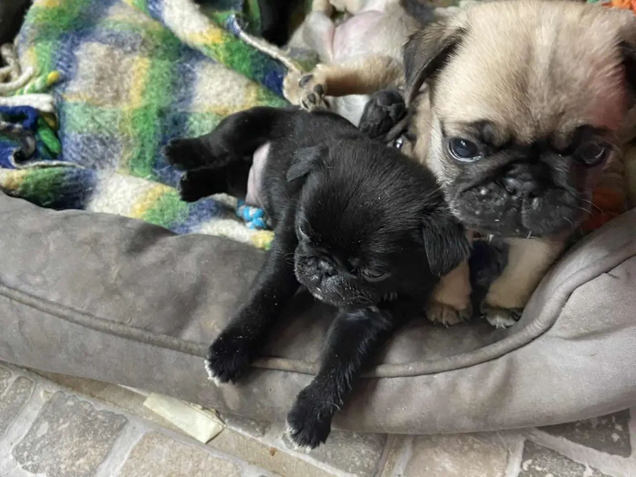 Billede 9 - Små frække moppeloppe bamser