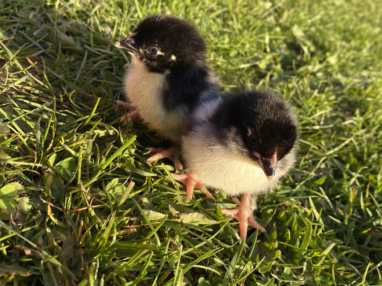 Billede 1 - Maran kyllinger 