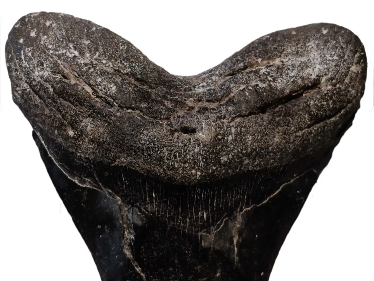 Billede 5 - Megalodon tand 13 cm