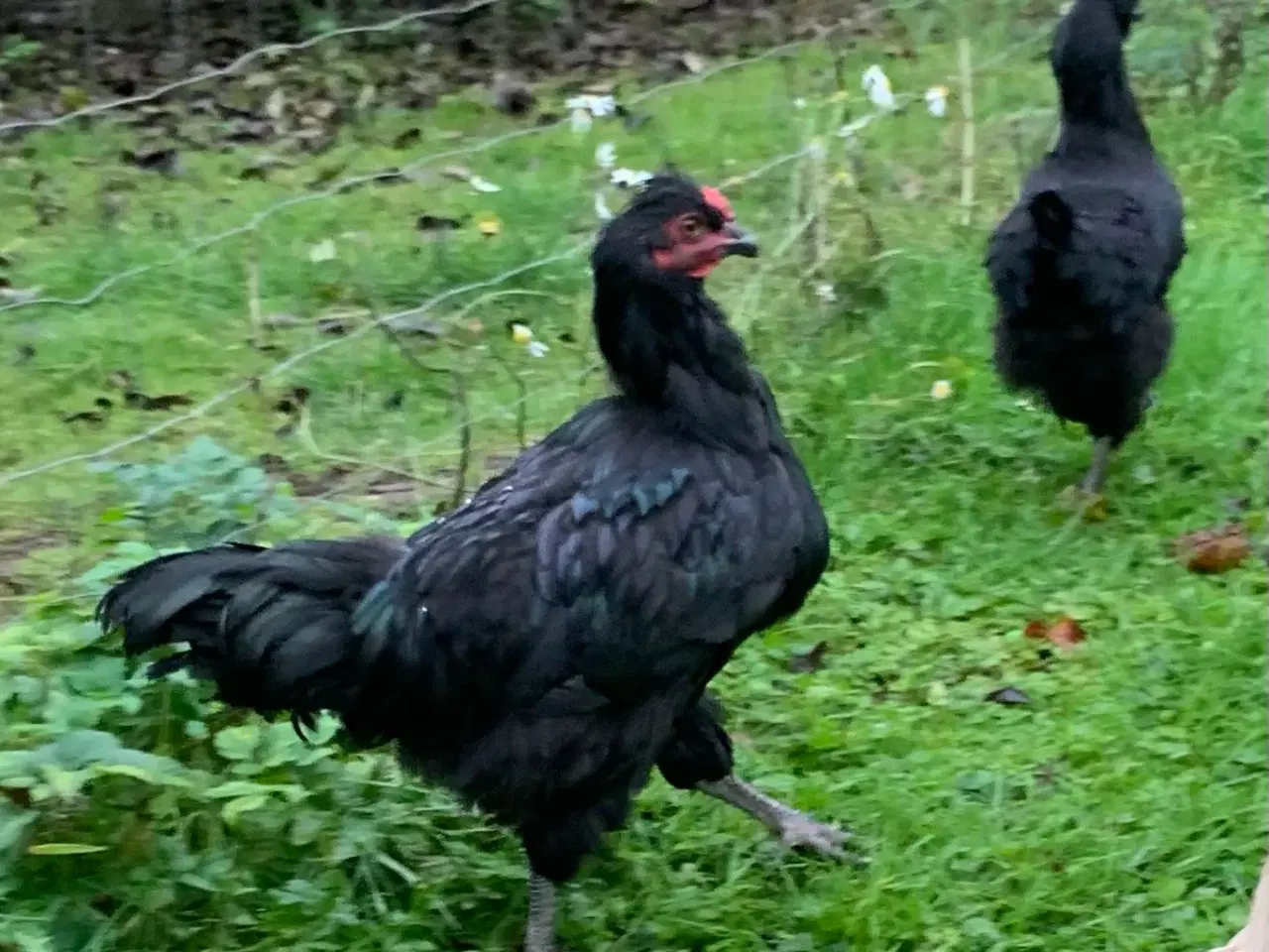 Billede 2 - HANER: silkehøns, Dværg Faverolles, Olivenlægger