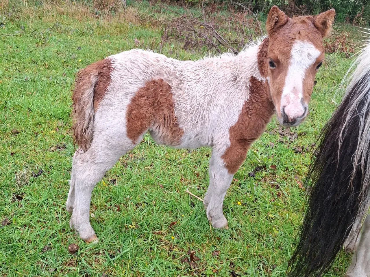 Billede 3 - Miniature hingst 