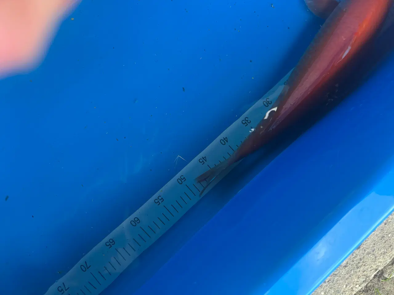 Billede 2 - Japansk koi