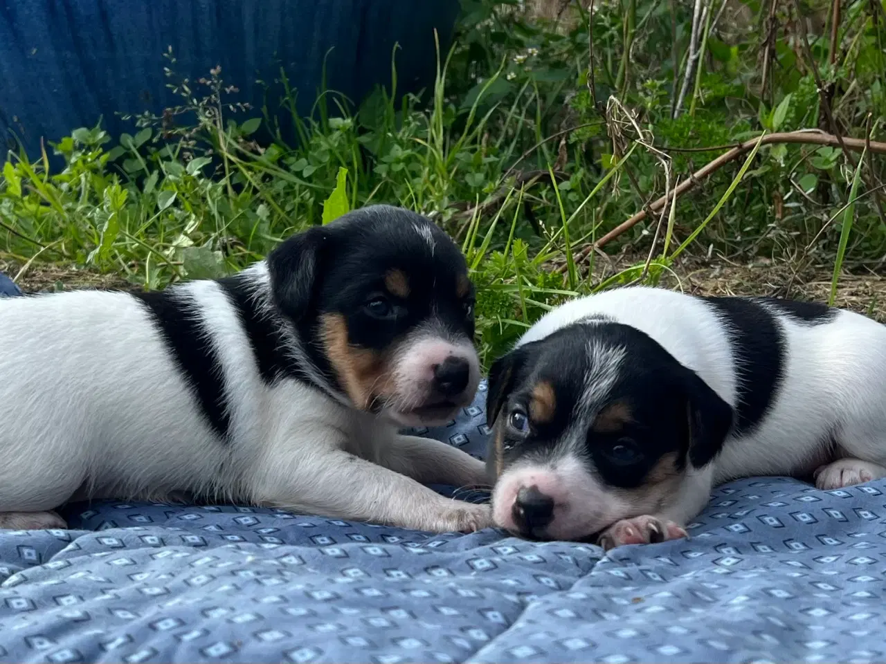 Billede 15 - Dansk-svensk gårdhund