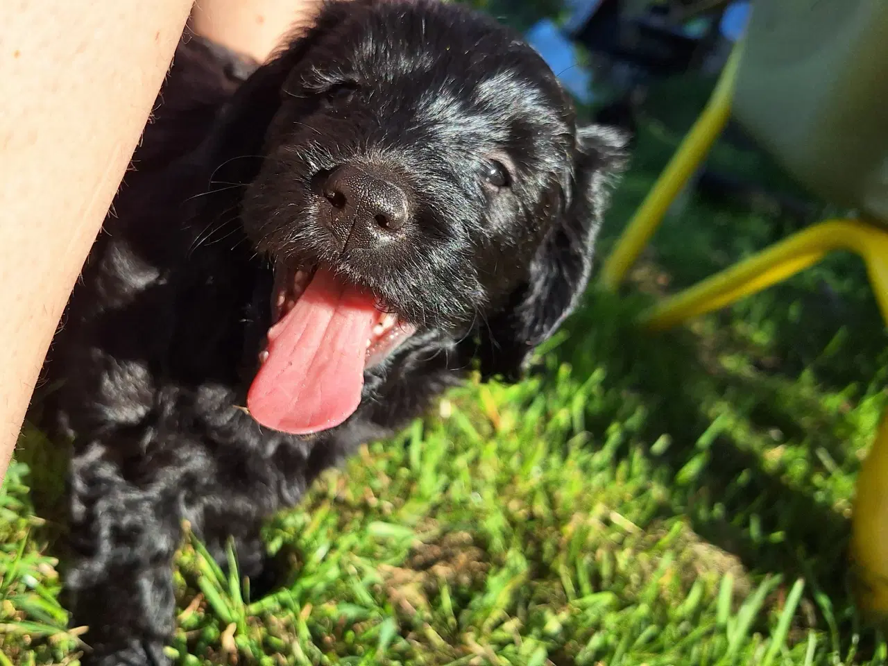 Billede 7 - Sorte Goldendoodle hvalpe