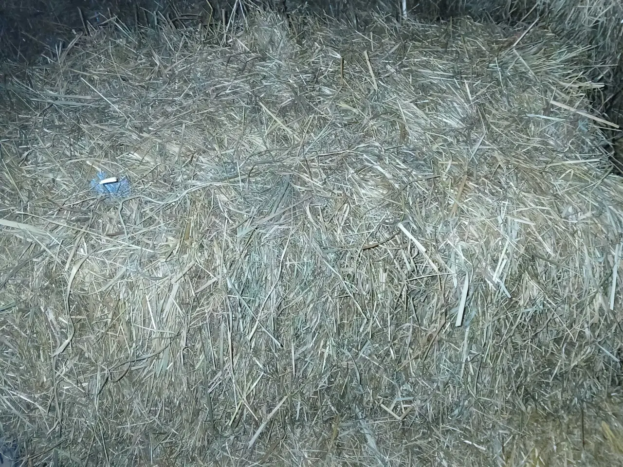 Billede 2 - Hø Morten korch