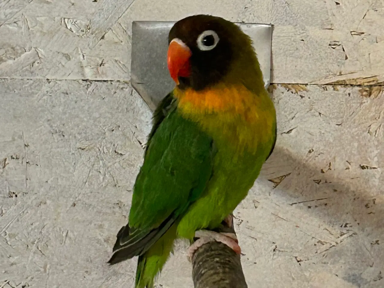 Billede 2 - Sodbrunhovedet Dværgpapegøje 