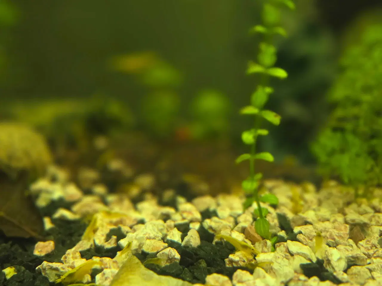 Billede 4 - Neocaridina Yellow fire Neon rejer 