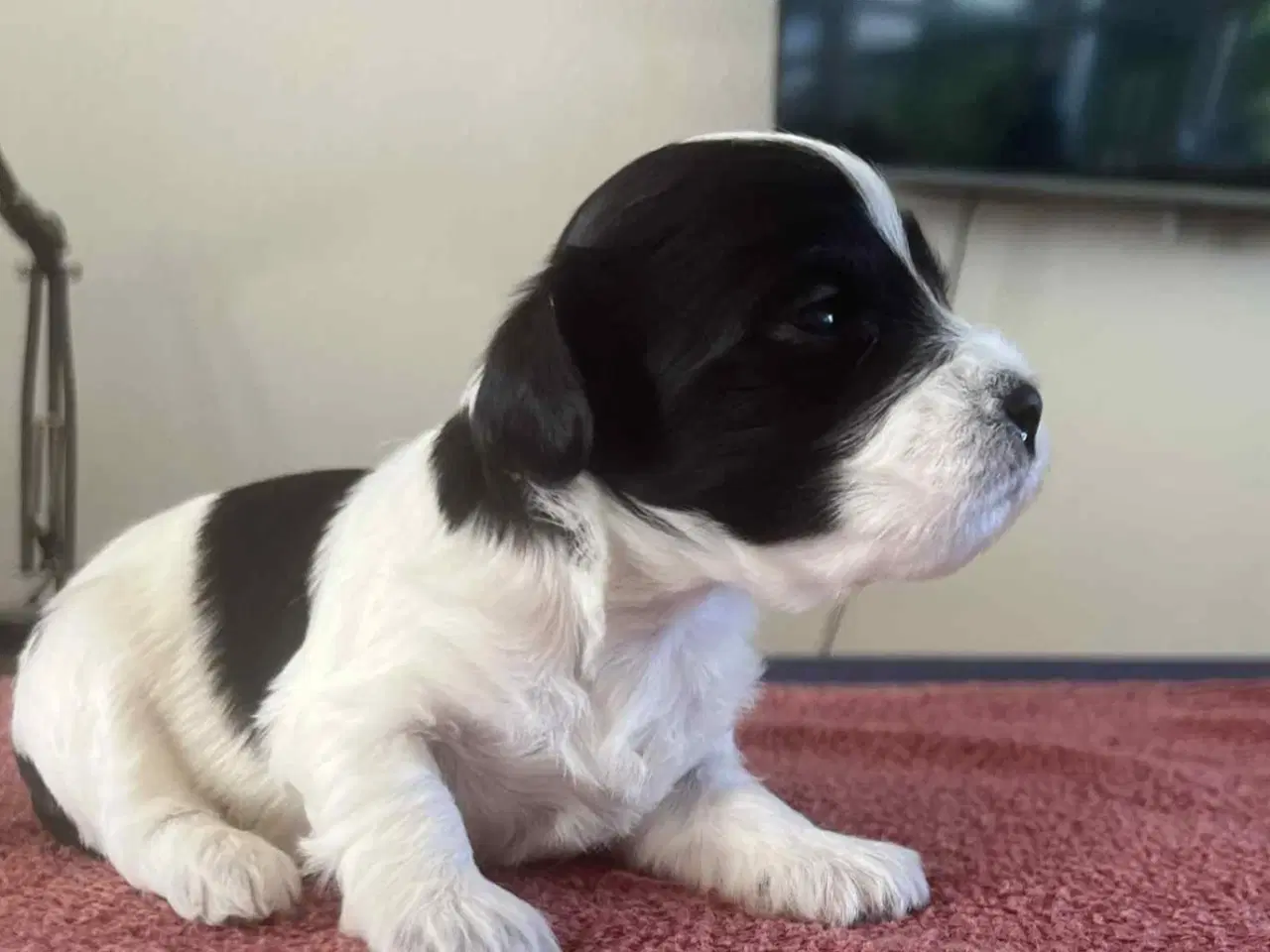 Billede 4 - Bichon havanais hvalpe 