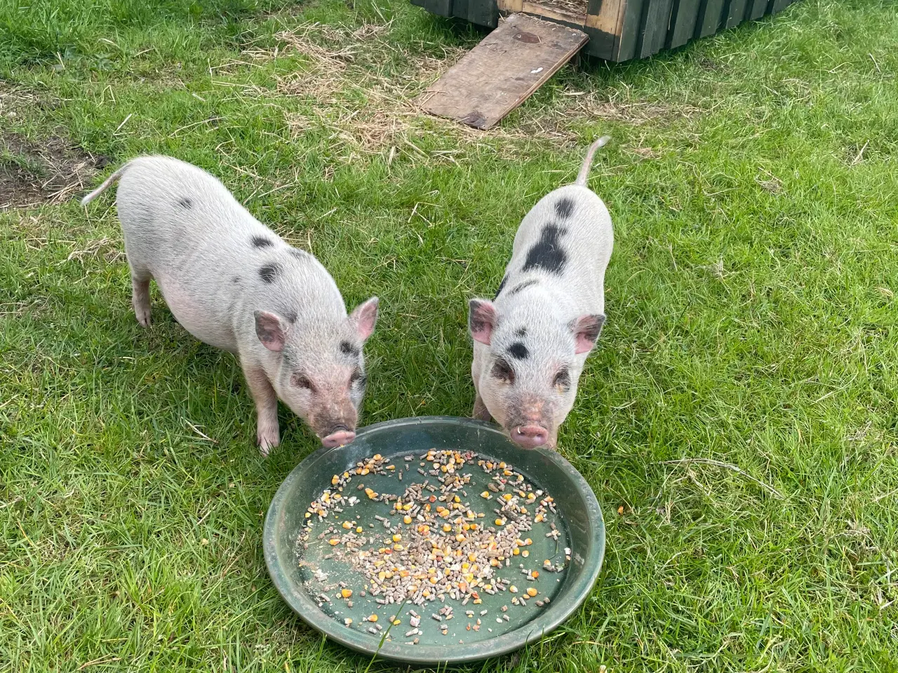 Billede 1 - Mini grise hunner fra 23 feb 2024