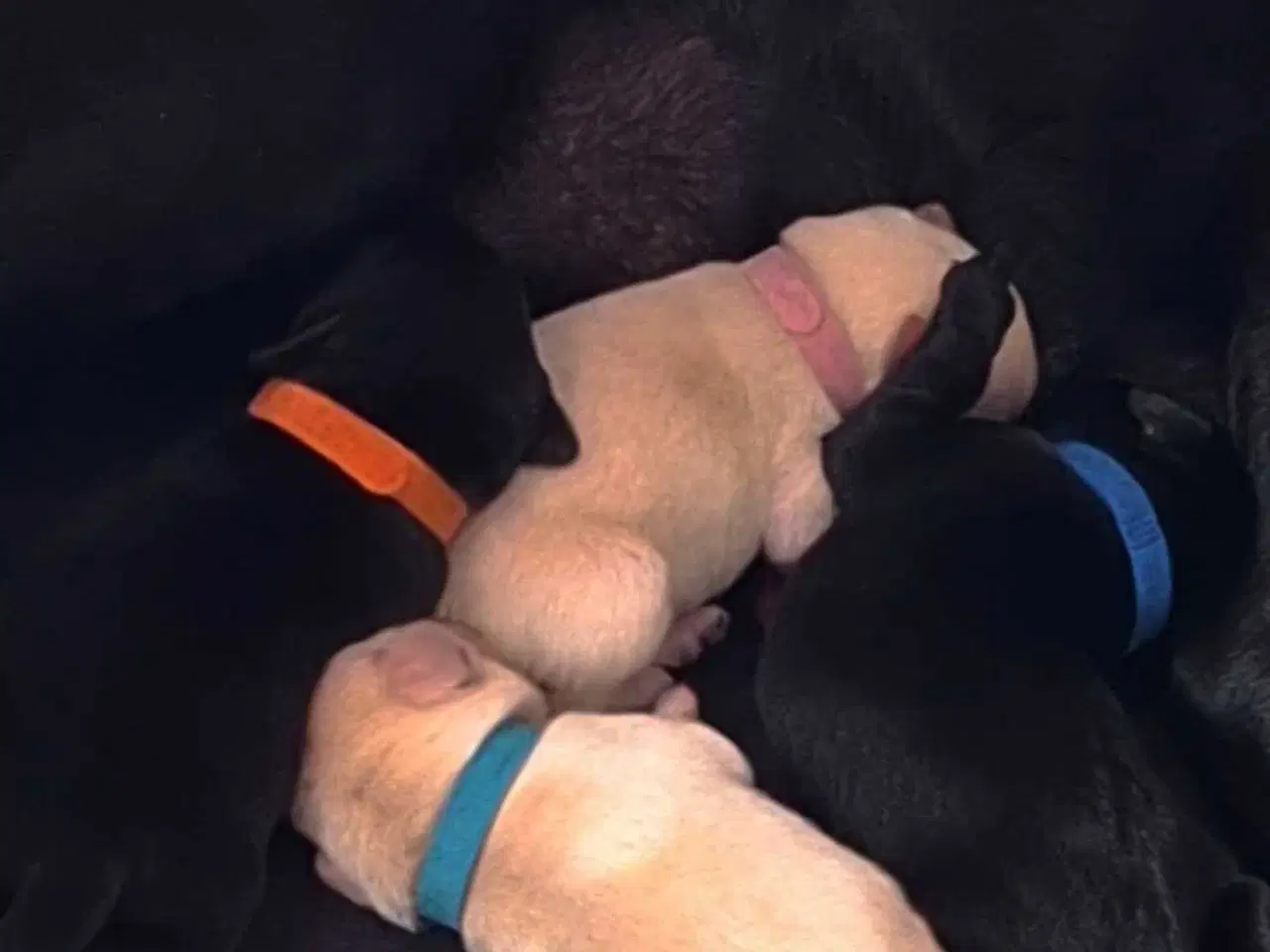 Billede 11 - De lækreste blandingshvalpe