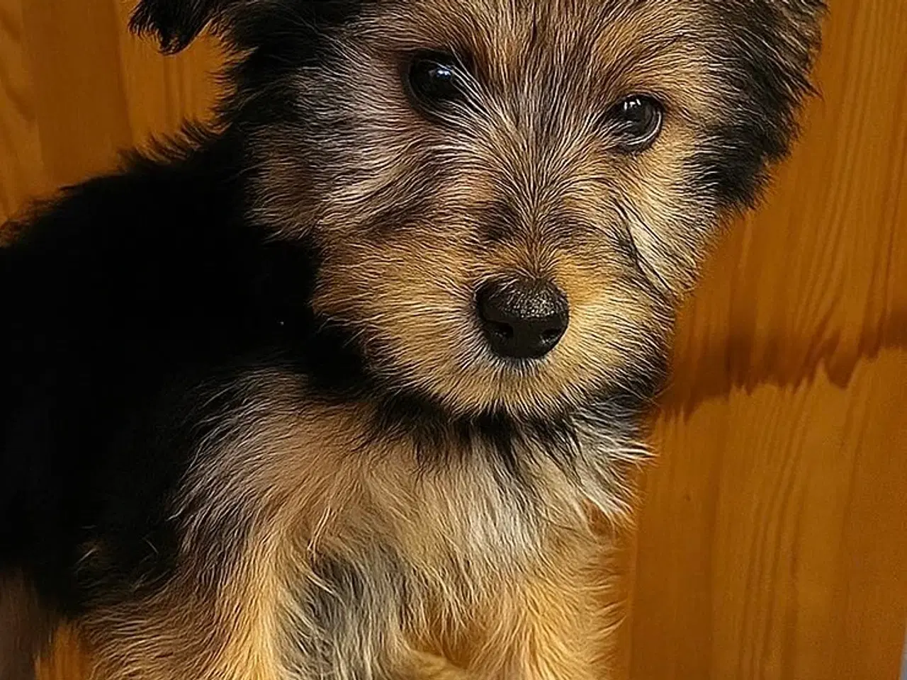 Billede 1 - Nedsat pris- Psykisk servicehund