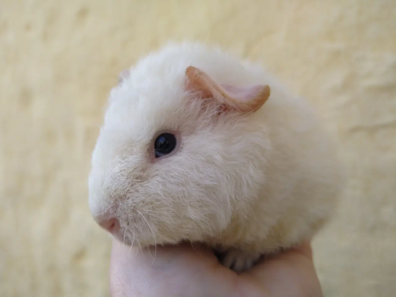 Billede 4 - 2 Teddy unger, halvbrødre 