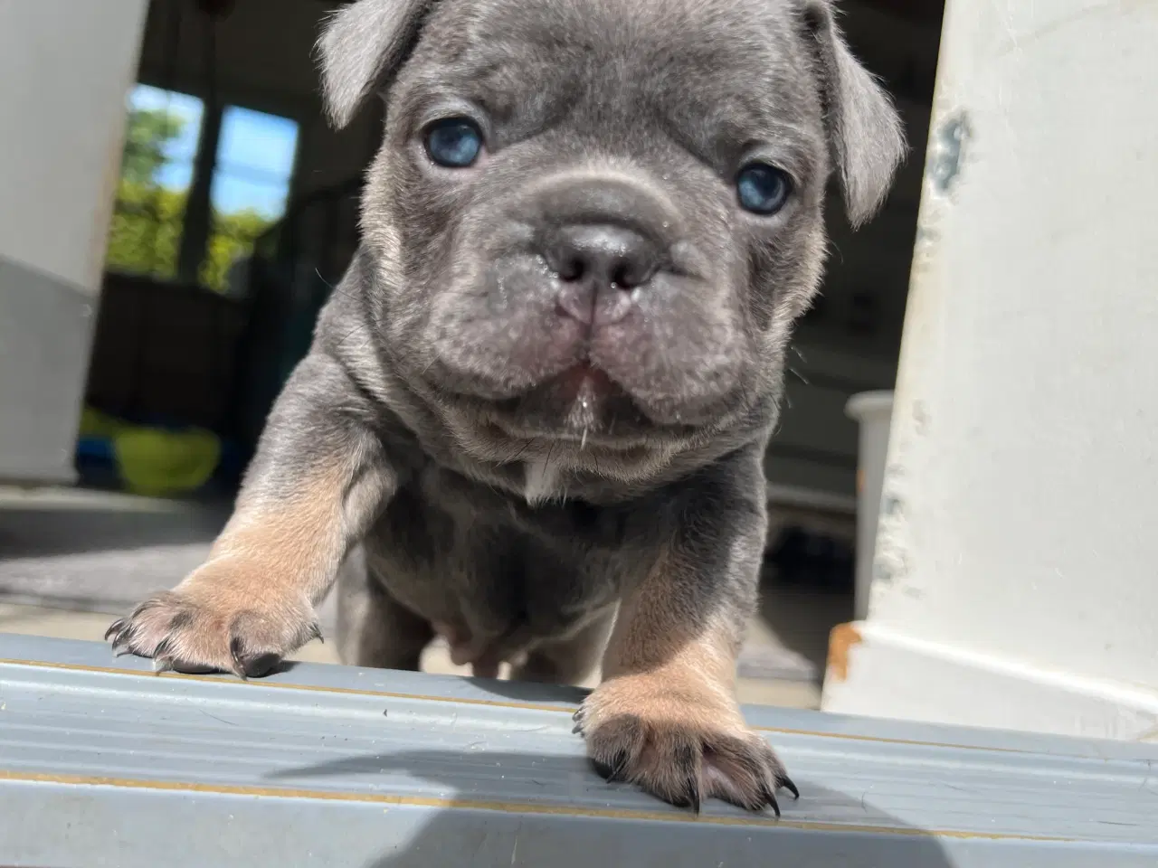 Billede 3 - Fransk bulldog blue