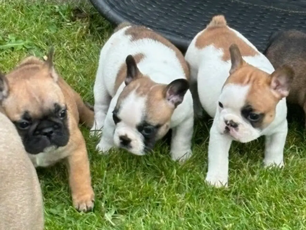 Billede 16 - Fransk Bulldog hundehvalpe