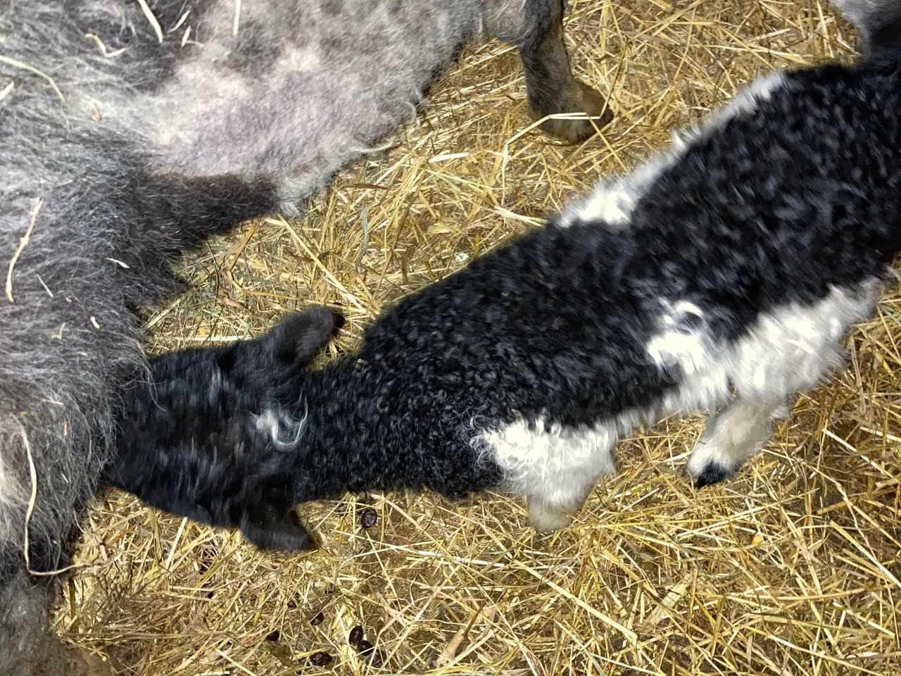 Billede 3 - 4 Gimmer lam spælsau 
