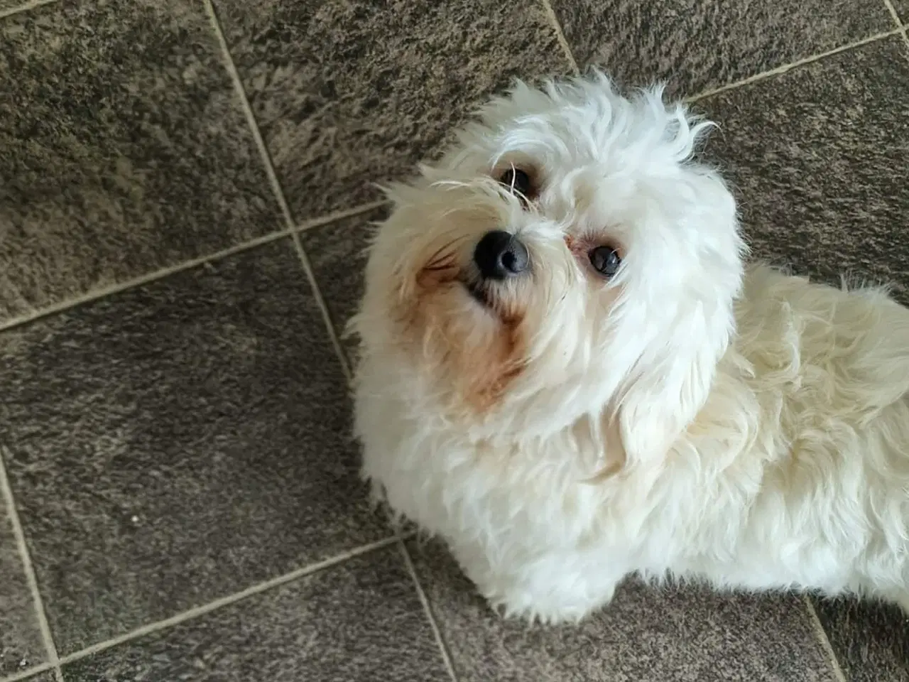 Billede 4 - Skønne Bichon Havanais-hvalpe søger kærlige hjem