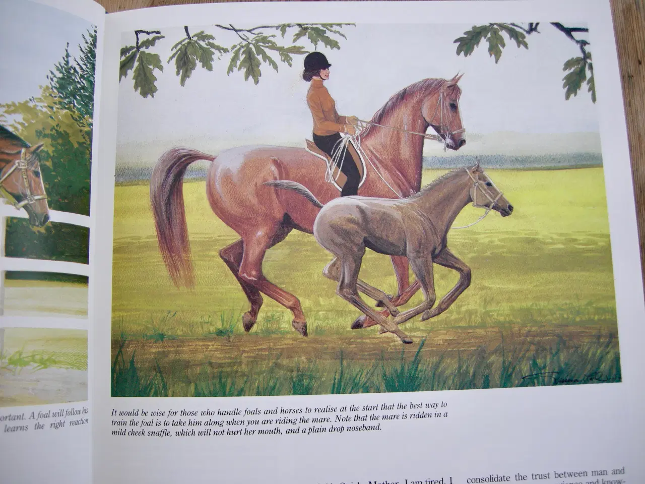 Billede 1 - THIS IS RIDING, Gunnar Hedlund, Hestebog engelsk 