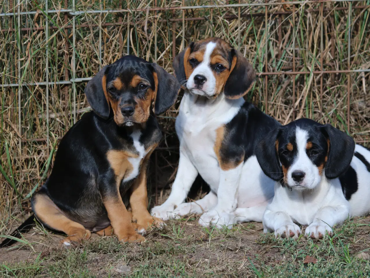 Billede 2 - cavalier king charles spaniel x dansk svensk 