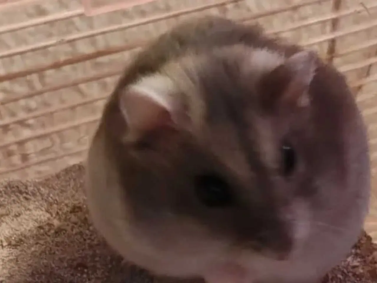 Billede 2 - 2 hamster kømes samlet eller hver for sig der er e